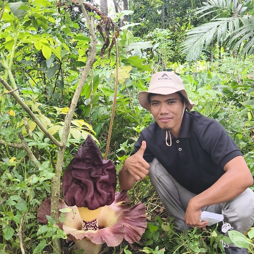 Amorphophallus paeoniifolius