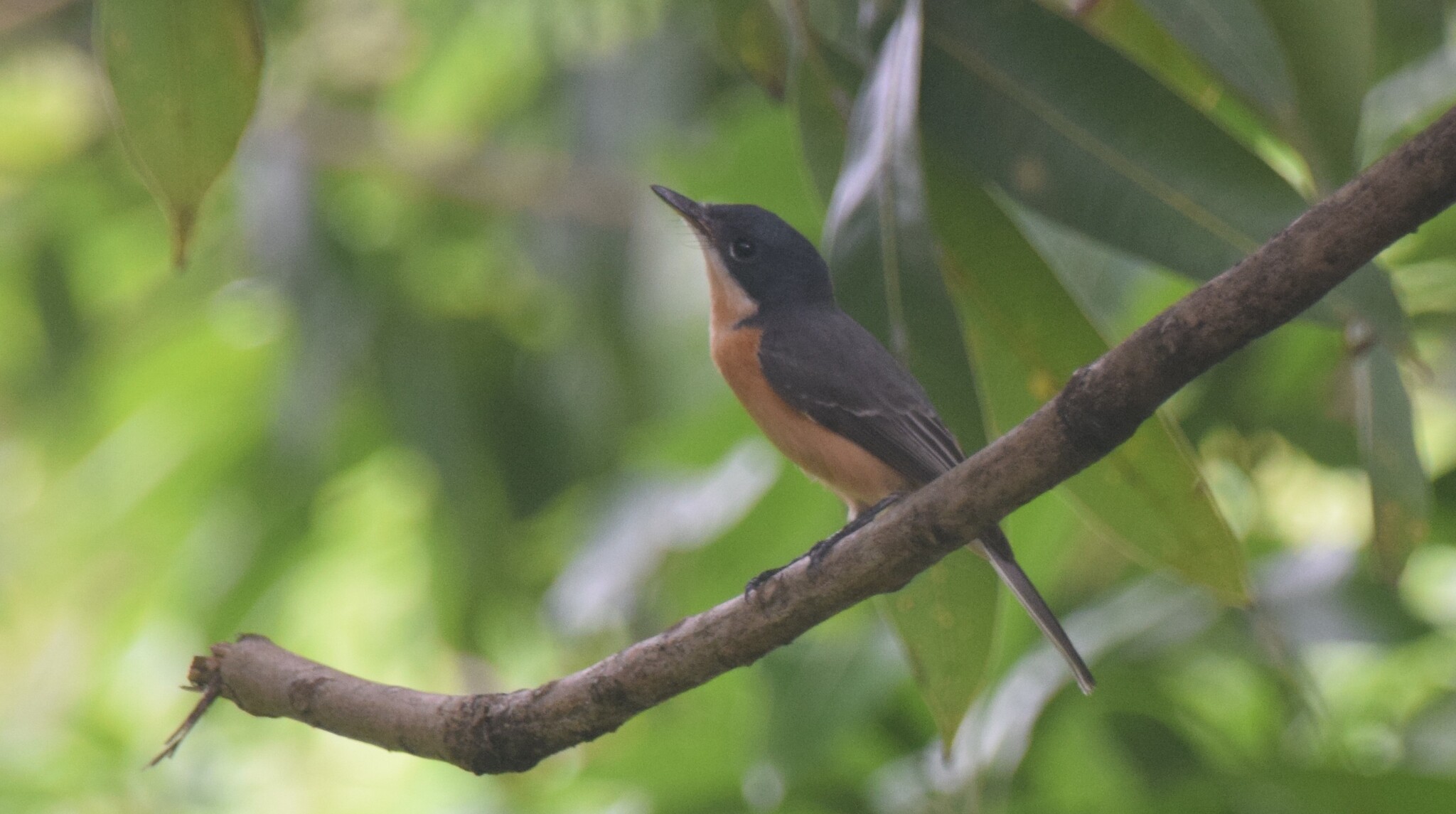 Vanikoro Flycatcher (Myiagra vanikorensis), photo 2