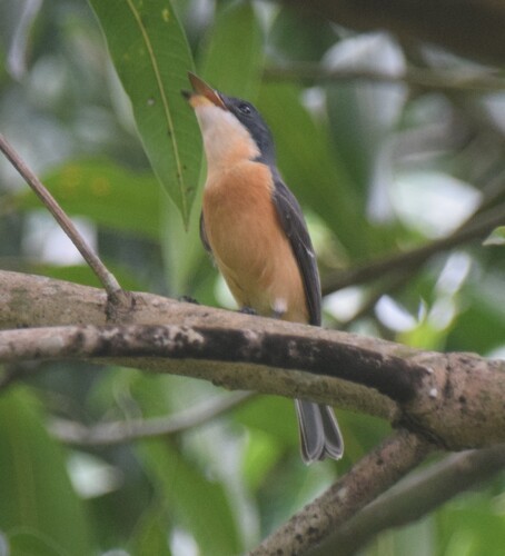 Vanikoro Flycatcher (Myiagra vanikorensis)