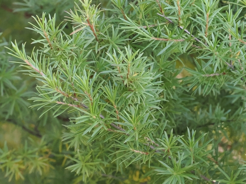 Kunzea linearis, photograph 5