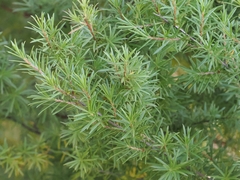 Kunzea linearis, photograph (c) Angus Campbell, some rights reserved (CC BY)