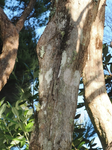 Kunzea linearis, photograph 6