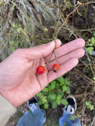iNaturalist observation photo of California Wild Rose
