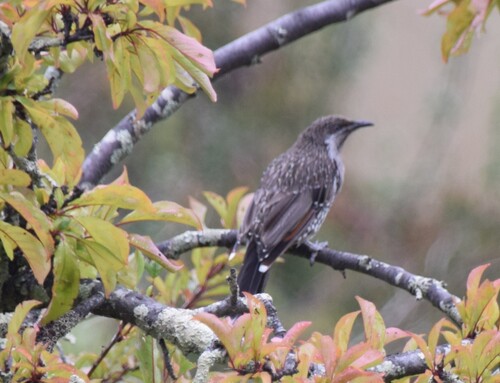 Little Wattlebird (Anthochaera chrysoptera)