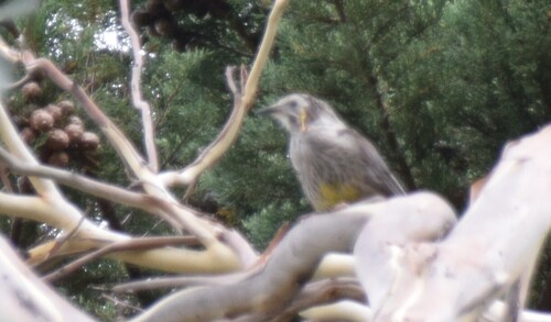 Yellow Wattlebird (Anthochaera paradoxa)