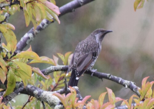Little Wattlebird (Anthochaera chrysoptera), photo 2