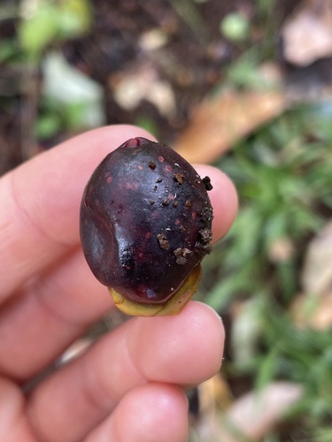 Sapindus oahuensis observed 2025-12-05