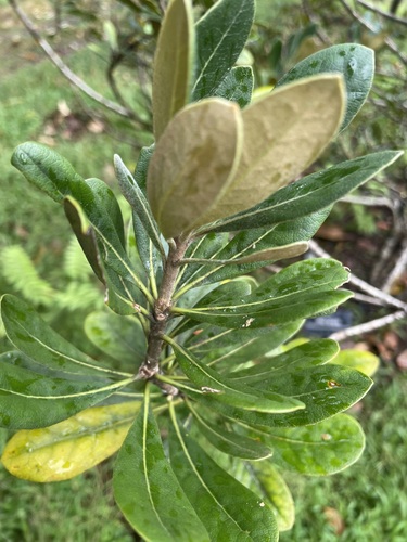 Pittosporum confertiflorum observed 2025-12-05