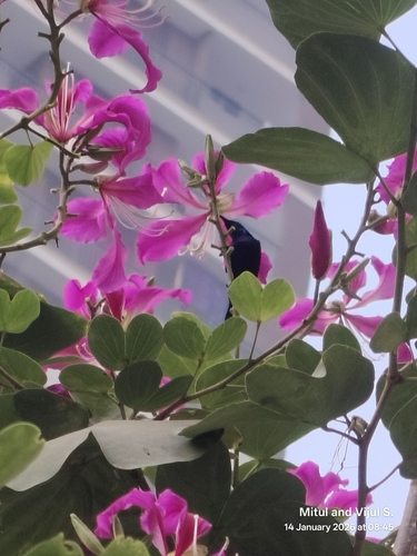 Purple Sunbird (Cinnyris asiaticus), photo 2