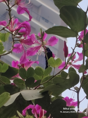 Purple Sunbird (Cinnyris asiaticus), photo 3