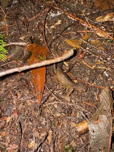 Rough-skinned Newt observed by cgparham