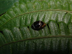 Iphiclus delineatus