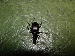 Scaphinotus angulatus