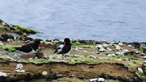 Pied Oystercatcher (Haematopus longirostris), photo 6