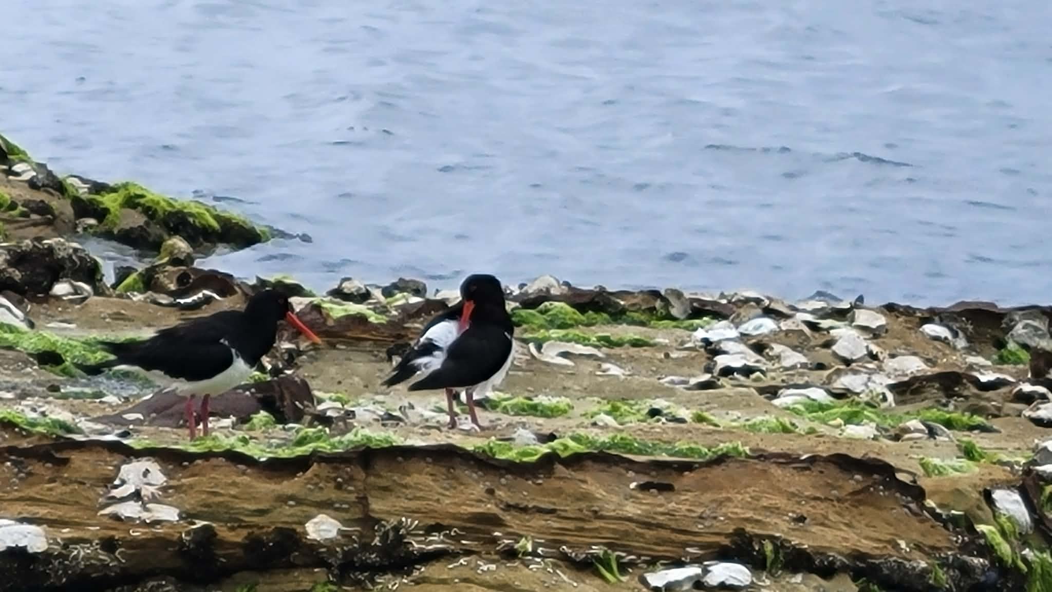 Pied Oystercatcher (Haematopus longirostris), photo 6