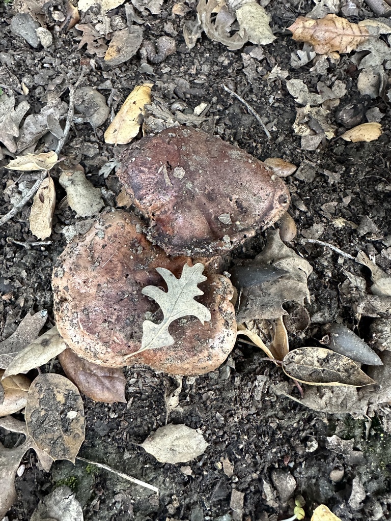 Tricholoma dryophilum · January 2026 · photo: © irinamitine (iNaturalist, cc-by)
