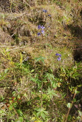 Delphinium cheilanthum