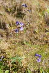Delphinium cheilanthum
