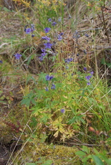 Delphinium cheilanthum