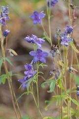 Delphinium cheilanthum