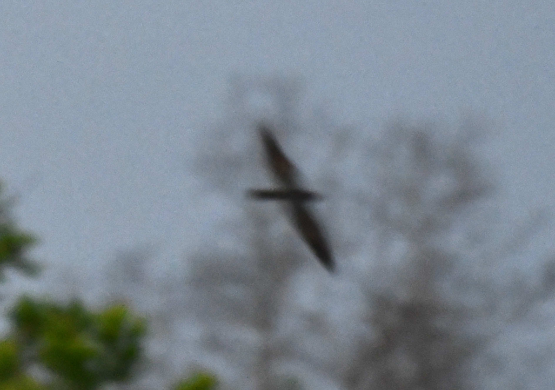 Standard-winged Nightjar (Caprimulgus longipennis), photo 2