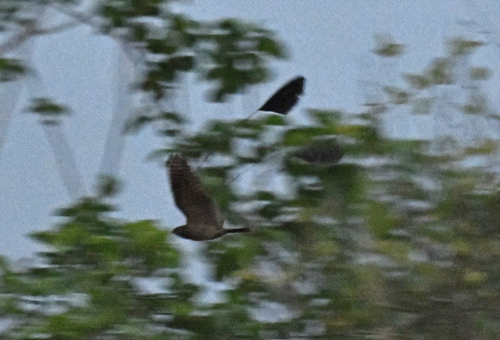 Standard-winged Nightjar (Caprimulgus longipennis), photo 3
