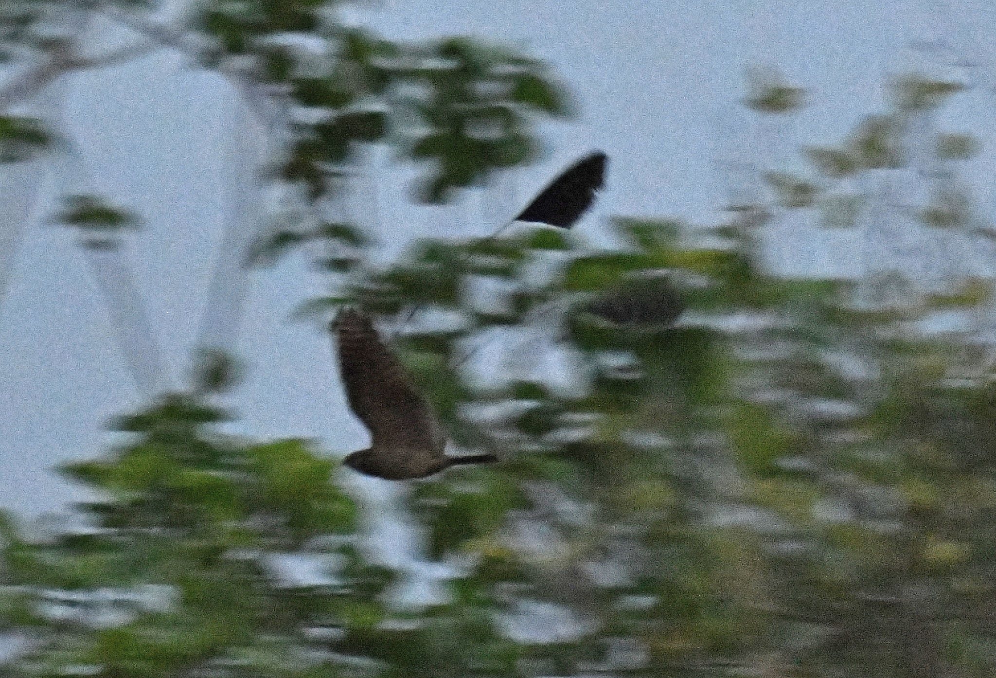 Standard-winged Nightjar (Caprimulgus longipennis), photo 3
