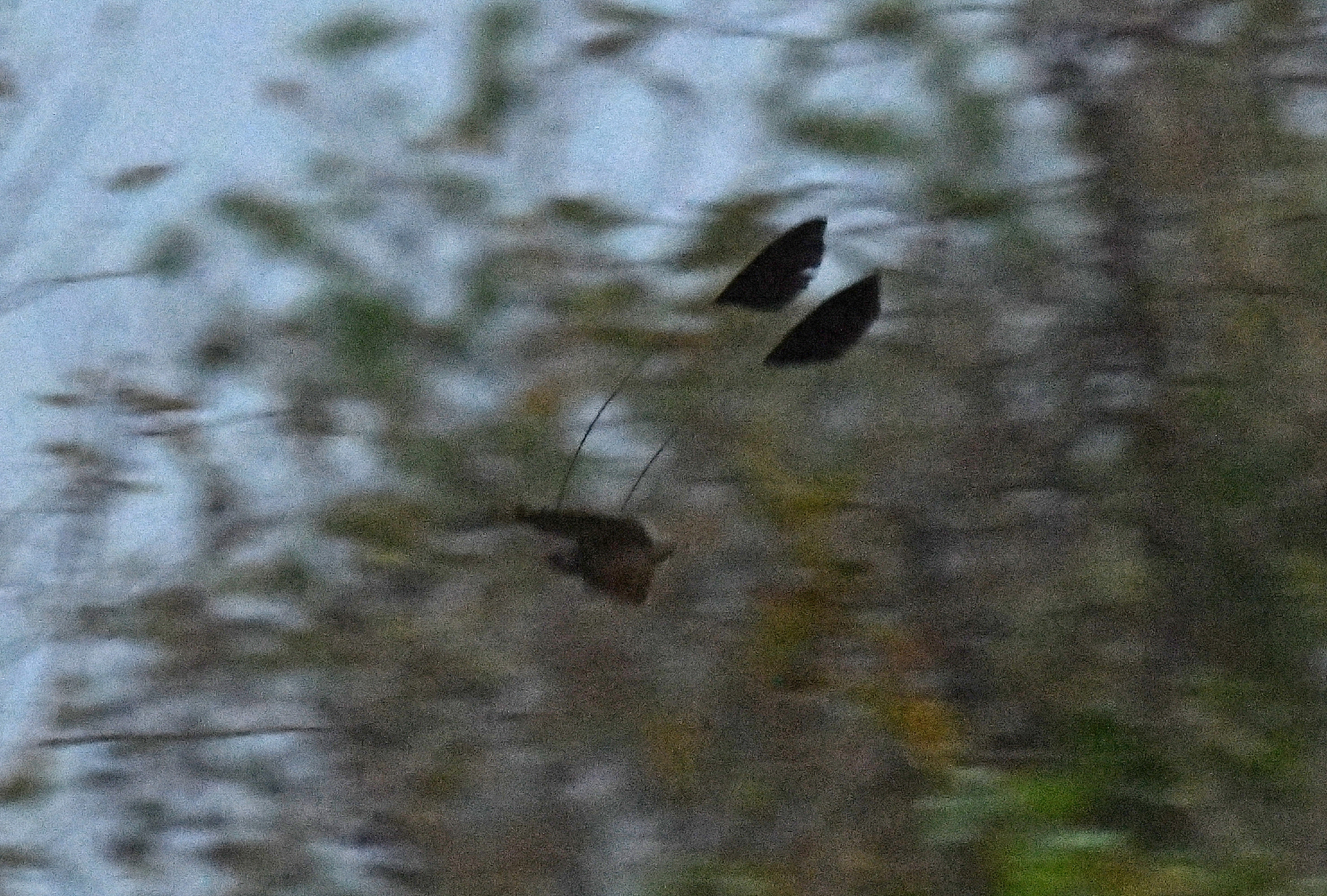Standard-winged Nightjar (Caprimulgus longipennis), photo 10