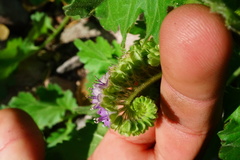 Phacelia crenulata ambigua