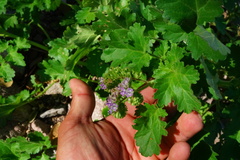 Phacelia crenulata ambigua