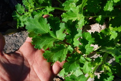 Phacelia crenulata ambigua