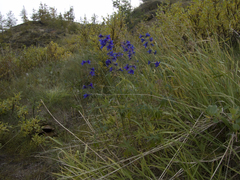 Delphinium cheilanthum