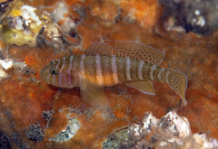 Banded Reef-Goby photo 2