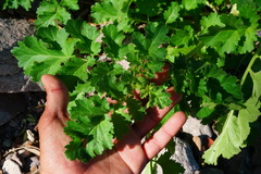 Phacelia crenulata ambigua
