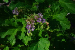 Phacelia crenulata ambigua