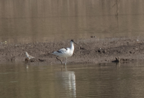 Pied Avocet