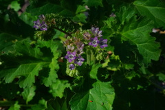 Phacelia crenulata ambigua