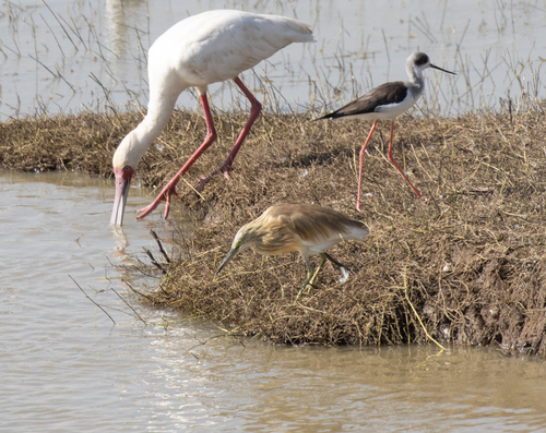 Squacco Heron