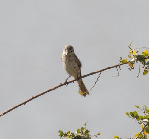 Red-tailed Shrike