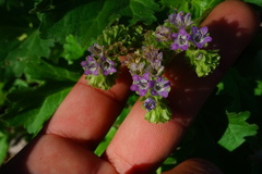 Phacelia crenulata ambigua