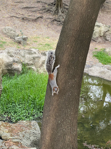 Red-bellied Squirrel observed by jm-gittens
