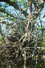 Tillandsia exserta