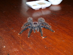 Avicularia