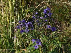 Delphinium cheilanthum