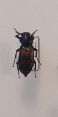 Nicrophorus marginatus