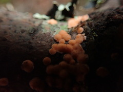 Aleurodiscus amorphus