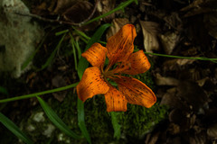 Lilium bulbiferum