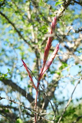 Tillandsia exserta