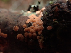 Aleurodiscus amorphus