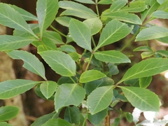 Pseudopanax gilliesii